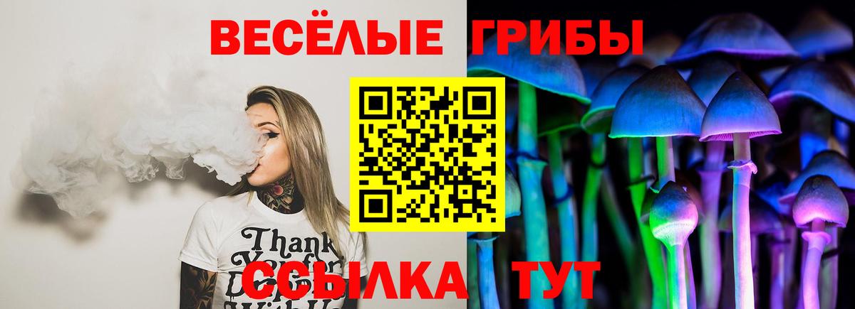 Псилоцибиновые грибы Psilocybine cubensis Кольчугино